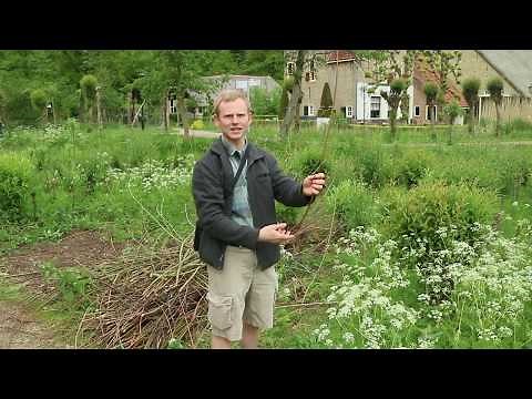 Coppiced Willow Withies: Endless Supply of Wattle