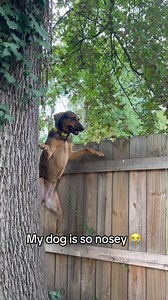 A Nosy Dog: Hilarious Canine Curiosity Caught on Camera