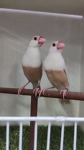 Beauty of exhibition pastel fawn young pair #birdslover #pastelfawn #javasparrow | Ahsaan Elahi