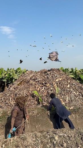 Hunting for Doves: Tips and Techniques