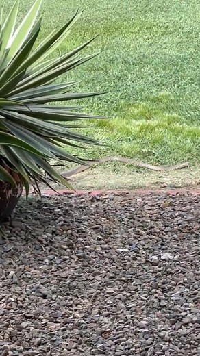 2.8K views · 46 reactions | Brown Snake vs Guinea Fowl vs Rat!  Epic wildlife showdown! Watch a brown snake take on a guinea fowl and a rat in this wild video by Kelly McBride. Incredible nature moments! #brownsnake #guineafowl #rat #wildlifevideos #natureencounters #animalshowdown #snakevideos #wildlifeadventures #reptilelover #kellymcbride | Wildlife With Stuart Mckenzie | Facebook