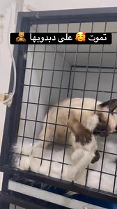 🧸🥰 Welcome ‼️ #veterinaire #vaccination #chat #cute | Cabinet Vétérinaire Le Refuge