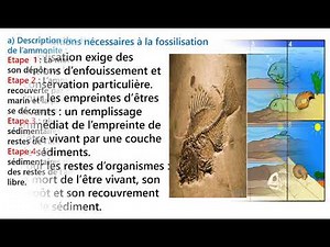 1APIC_SVT_semaine23_fossiles et fossilisation