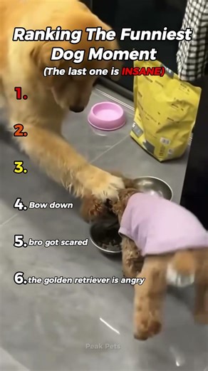 Ranking Golden Retrievers: From Angry to USELESS Protection 🤣 #shorts