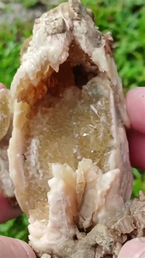 Whole Calcite Clam