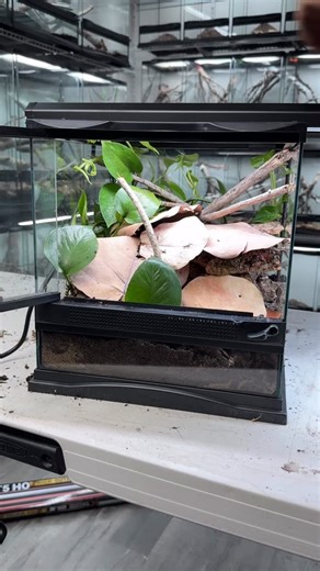 HerpTime on Instagram: "How to make a micro gecko enclosure! This quick video tutorial is the basic way to set up an enclosure for most any species of Sphaerodactylus or Gonatodes. This 12x12x12 @zoomedlabs enclosure is a great size for the “largest” species of micro geckos. The same steps in this video can be applied to deli cups, jars, and smaller enclosures for baby geckos that don’t need all this space. The cork tube can be skipped, but at the least, some cork and/or leaves are essential! Ma