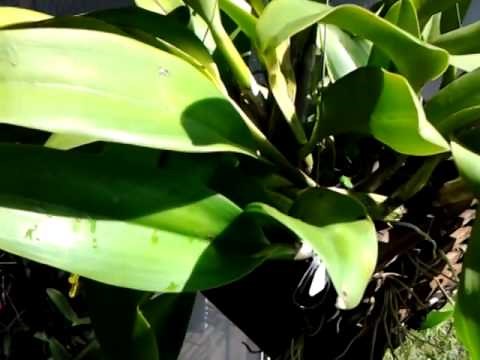 ORCHIDS Cattleya in wood hanging basket bare root