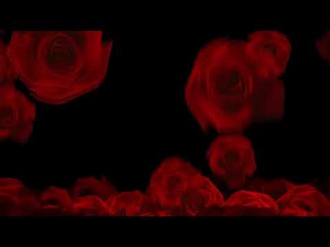 4k HD Red Roses Romantic Background. Falling Roses Video Background.