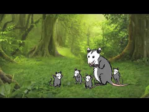 Dancing Possum Family