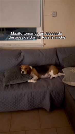 Max the beagle on Instagram: "Maxito descansando del descanso  #beagle #dog #doglover"