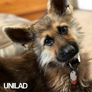 929K views · 21K reactions | Ranger was born with 'Pituitary Dwarfism' but that doesn't stop him from playing with his friends and living a happy and healthy life  | UNILAD | Facebook