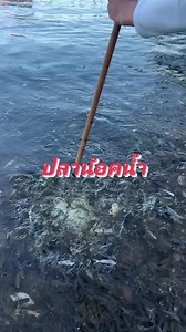 12M views · 37K reactions | ไม่แน่ใจใช่ปลาลิ้นหมาไหม #ปลาสดๆ #มื้อเช้า #คลิปสั้น | Kim Thanakim | Facebook