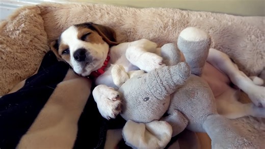 Sleepy beagle puppy drifts off in the sweetest way ever