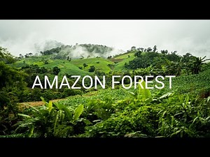 Amazon Rainforest The Green Heart of Our Planet