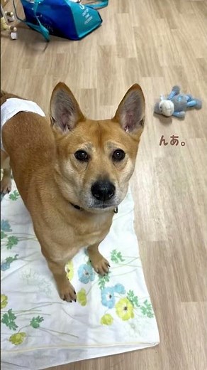 年齢も、持病もあり、なかなか家族とのご縁が ：里親募集中のワンコ #Shorts #保護犬 #里親募集 #殺処分 #犬 #譲渡 #dog #ピースワンコ #譲渡センター #野犬 #飼育放棄