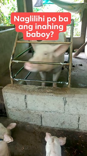 14K views · 111 reactions | Naglilihi po ba ang inahing baboy? #pig #inahingbaboy #backyard #Hograising #farming #baboy #swine #sow | Putak Teh V | Facebook