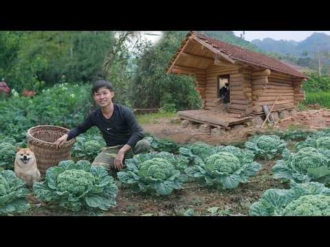 Clean up the Log Cabin, Get ready move into. Harvesting Cauliflower in garden to sell at the market
