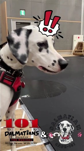 101ダルメシアンズ 稽古場では本物のワンちゃんも夢中？！🐾