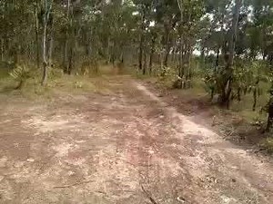 136K views · 987 reactions | Djuki Mala (Chooky Dancers) 'Zorba The...