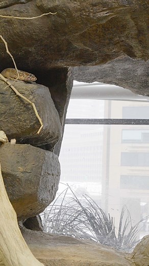 7.4K views · 116 reactions | Although we may like to venture out into the cold, the ectothermic lizards in Australia: Wild Extremes are just fine lounging on exhibit. Ectotherms are "cold-blooded" animals whose body temperature varies depending on the surrounding environment. | National Aquarium | Facebook