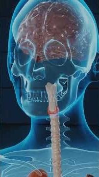 Digestive enzymes: Which enzymes work where?