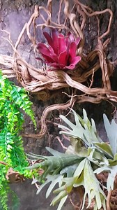 1.7K views · 43 reactions | Bonjour, Voici le Brumisateur de...