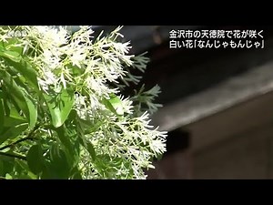 「なんじゃもんじゃ」の花が咲く 金沢市の天徳院