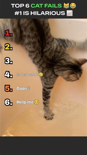 Wait for #1 | Funny Cat Fails #shorts #catfails #funnycats #hilariousfails