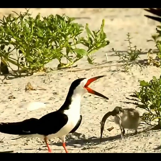 Black skimmer parents feeding fish their hungry babies|| Black skimmer with her chicks... #birds #bird #nature #birdsofinstagram #wildlife #birdphotography #naturephotography #wildlifephotography #photography #birdwatching #birdlovers #birding #animals #naturelovers #best #of #love #birdstagram #ig #parrots #photooftheday #captures #art #canon #aves #nikon #perfection #parrot #animal #birdlife | Bird world