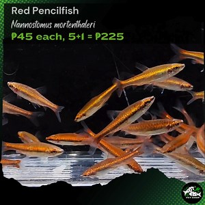 RED PENCILFISH | Got Fish