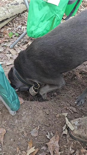 SimplyCady (@simplycady)’s videos with original sound - SimplyCady