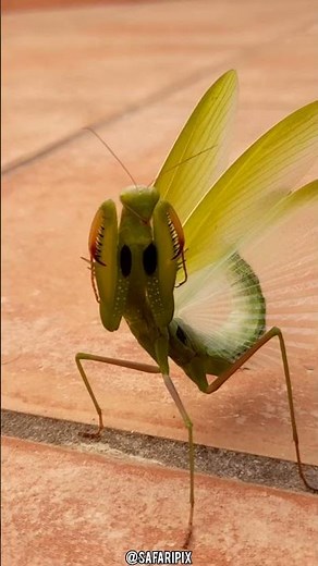 Fascinating facts about the praying mantis