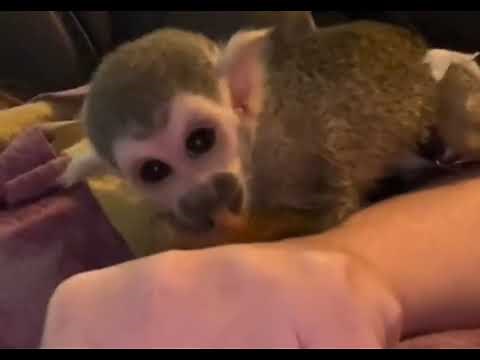 Tiny baby squirrel monkey purring like they do when they are happy and content! So sweet!