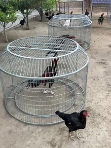 Aseel Rooster Training Cage 03218444430 | Farhan Cage House