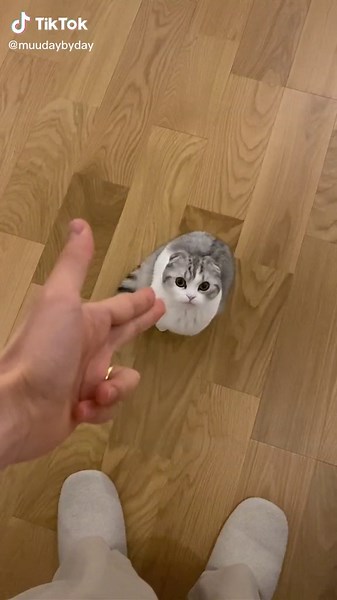 むーくんはあらゆる距離に対応します☺️#猫#cat#猫のいる暮らし #猫芸