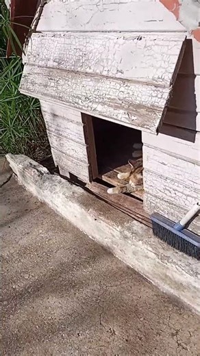 Why do cats like dogs' homes?Kediler köpeklerin evlerini neden sever? Kоти люблять будиночки собак?