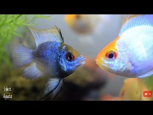 Sekumpulan Ikan Ramirezi Balon Blue Electric Balon Slayer & Gold Ballon