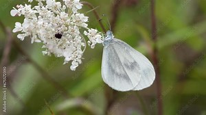 Leptidea sinapis is a small white butterfly, also called slender white, from the family Pieridae.