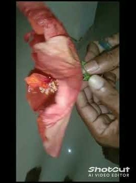 this is new flowe r. it is more Thant 15cm in next video i will shareother parts like and sub 🌺🌺😋😎😍😘