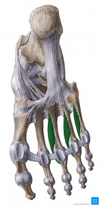 Musculi interossei plantares