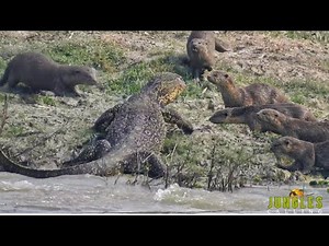 Otters incredible fight with Monitor Lizard | Jungle Safari