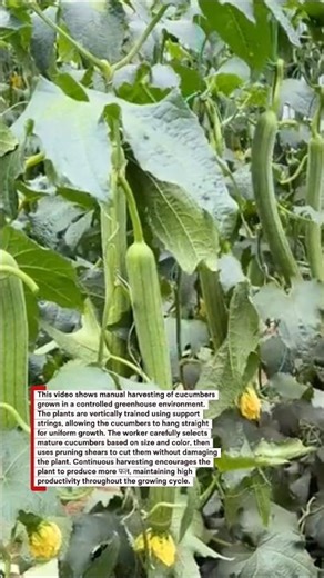 Smart Greenhouse Cucumber Harvesting