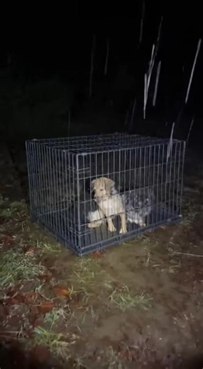 HE SCREAMED THAT THEY WERE HIS PROPERTY WHILE THE FREEZING RAIN TURNED THEIR CRATE INTO A TOMB, BUT I COULD NO LONGER IGNORE THE WHIMPERING COMING FROM THE MUD. I pushed past his trembling, angry finger and his shouts about trespassing, grabbed the shivering crate that held three lives soaked to the bone, and carried them into the warmth of my home, knowing I had just started a war I might not win but refused to lose. The rain wasn’t just falling; it was punishing the earth. It came down in shee