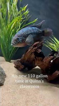 Rescuing the Jack Dempsey Cichlid from Terrible Conditions