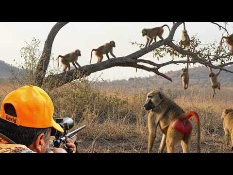 How do hunters and farmers defend themselves against millions of vicious wild monkeys ?