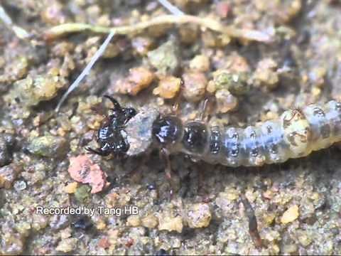 Fishing larvae of tiger beetles