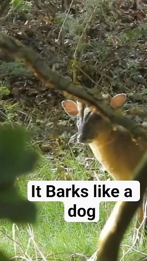 Have you ever heard a Muntjac BARK?
