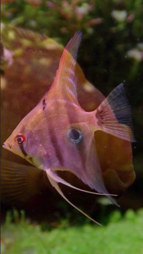 NAJPIĘKNIESZE RYBY SŁODKO WODNE