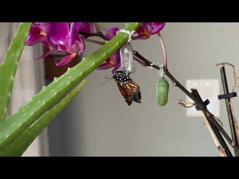 Monarch Butterfly Hatching Time Lapse