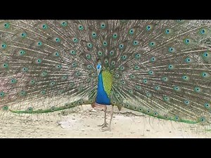 Majestic Peacock Dancing in the Wild 🦚 | Beautiful Nature Moments in 4K